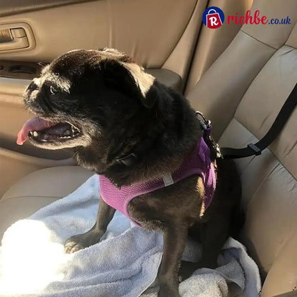 2-in-1 Dog Car Seat Belt & Walking Leash - Hot Sale