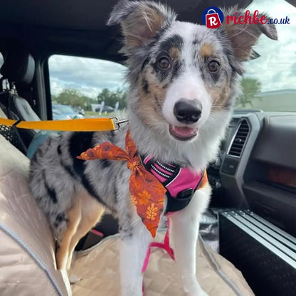 2-in-1 Dog Car Seat Belt & Walking Leash - Hot Sale