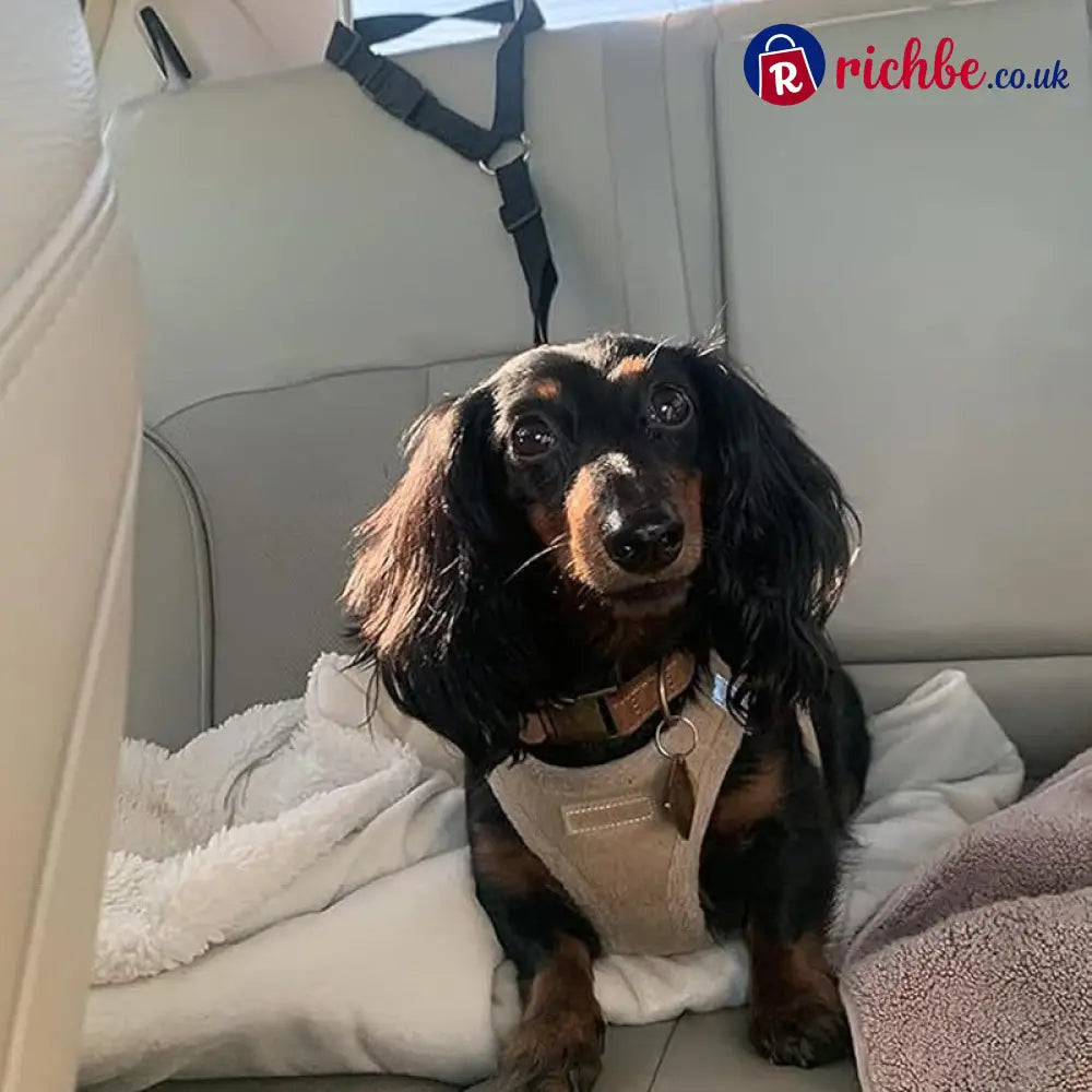 2-in-1 Dog Car Seat Belt & Walking Leash - Hot Sale