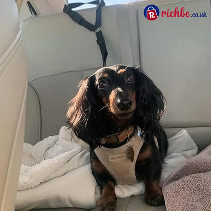 2-in-1 Dog Car Seat Belt & Walking Leash - Hot Sale