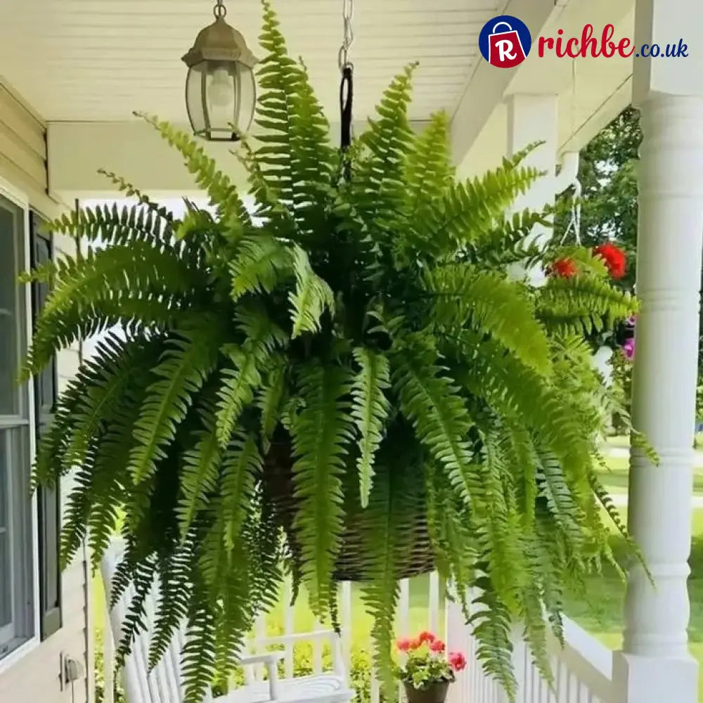 💛Glowing Boston Ferns with Lights – 🌿 Zero Watering Zero Maintenance