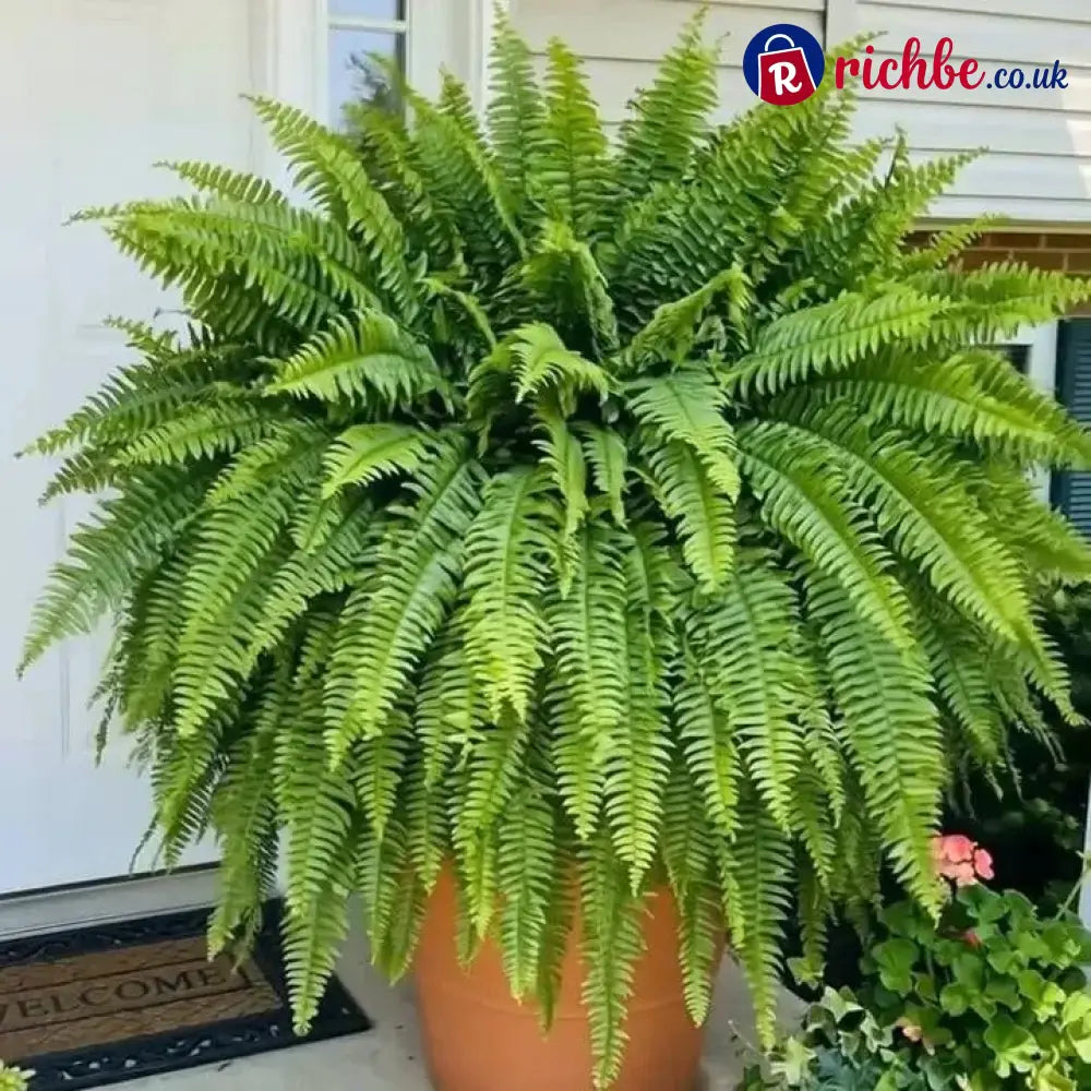 💛Glowing Boston Ferns with Lights – 🌿 Zero Watering Zero Maintenance