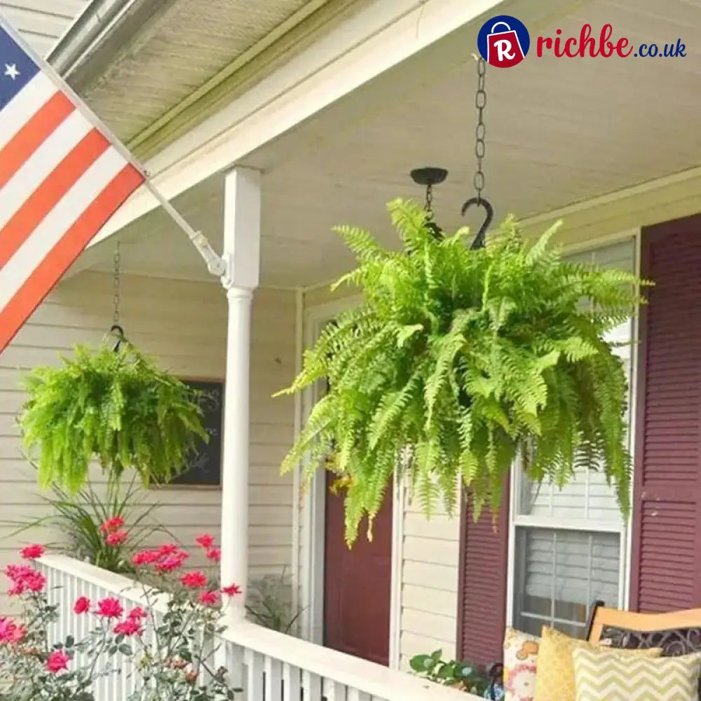 💛Glowing Boston Ferns with Lights – 🌿 Zero Watering Zero Maintenance