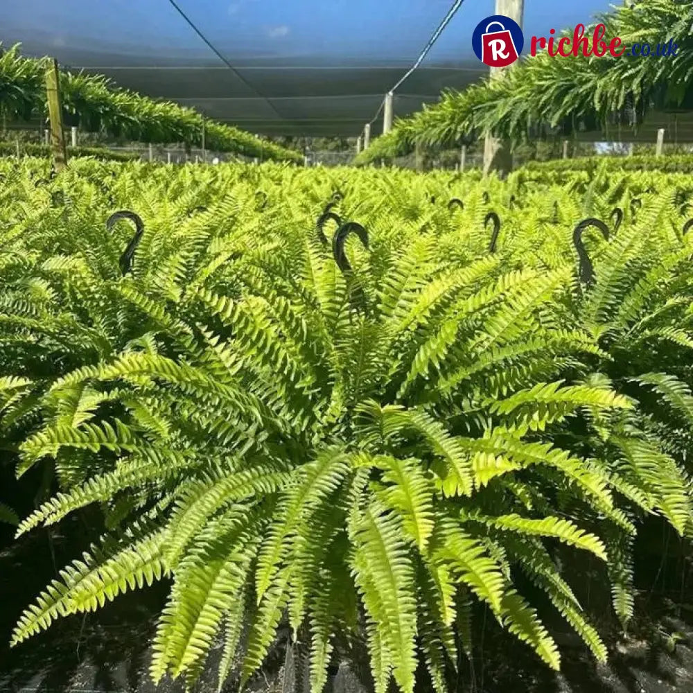 💛Glowing Boston Ferns with Lights – 🌿 Zero Watering Zero Maintenance