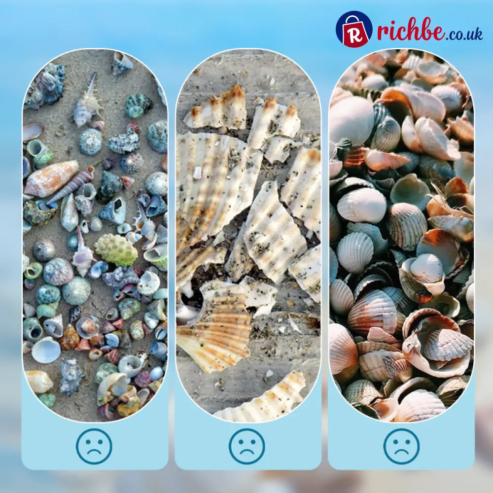 🦪 Seashell Display Case with Acrylic Panel 🌊 - Hot sale
