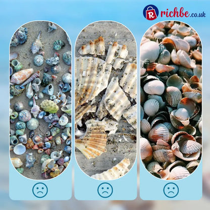 🦪 Seashell Display Case with Acrylic Panel 🌊 - Hot sale